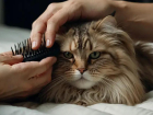 Ler matéria: Cuidados com gatos de pelo longo: Evite Erros e Aplique Certo