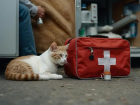 Ler matéria: Guia de primeiros socorros para gatos: Evite Erros e Aplique Certo