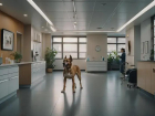 Ler matéria: Clínica veterinária perto de mim: Evite Erros e Aplique Certo