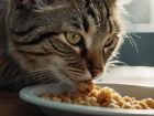 Ler matéria: Como evitar vômito em gatos: Evite Erros e Aplique Certo