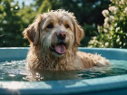 Ler matéria: Shampoo hipoalergênico para cães: Evite Erros e Aplique Certo